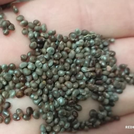 بذر وبذر جوانه زده کاپاریس کاسپار|گل و گیاه طبیعی|اصفهان, خوراسگان|دیوار