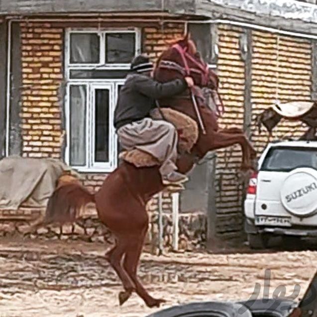 مادیان تک نشان|اسب و تجهیزات اسب سواری|کرمانشاه, |دیوار