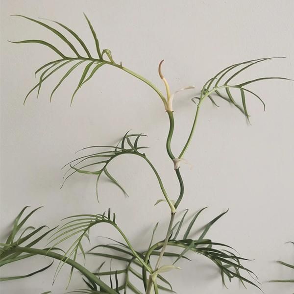 فروش ۱۰ نژاد گل آپارتمانی فیلودندرون|گل و گیاه طبیعی|ساری, |دیوار