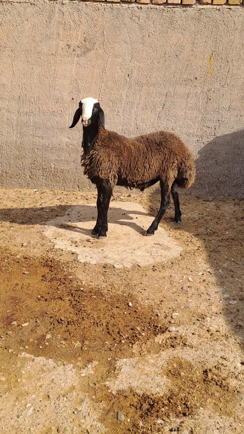 با صرفه و مال بومی ایران میش shali ذات دار|حیوانات مزرعه|تربتحیدریه, |دیوار