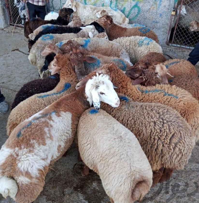 گوسفند زنده پخش ۲۴ساعته دام در استان|حیوانات مزرعه|فردیس, |دیوار