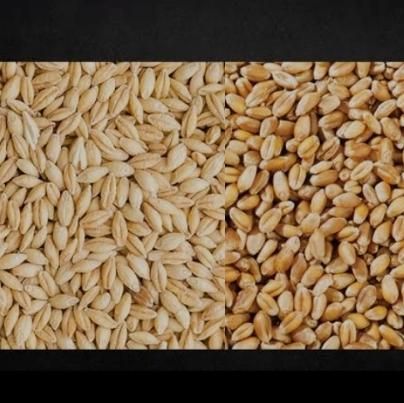 گندم و  جو  نقد روی باسکول خریدارم|خدمات باغبانی و درختکاری|دهگلان, |دیوار
