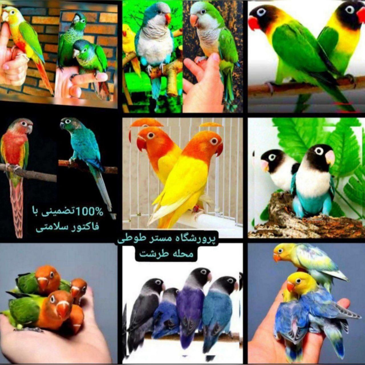 برزیلی راهب گیرینچیک ملنگو شاه طوطی سان کانور لری|پرنده|تهران, ستارخان|دیوار