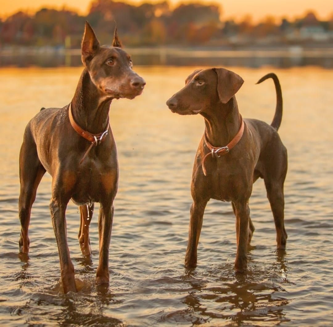 سگ های نگهبان Doberman|سگ|کرج, کوی زنبق|دیوار