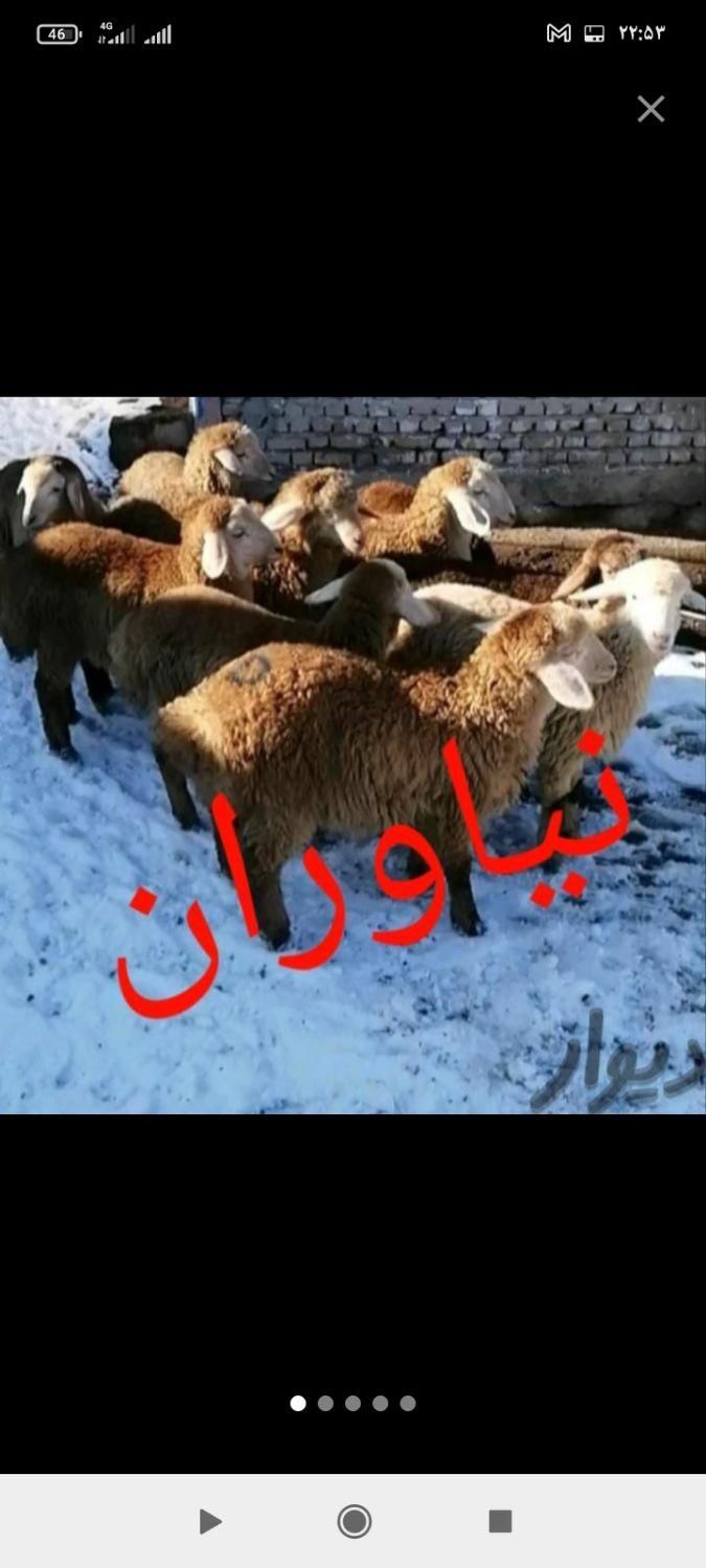 گوسفند زنده شهرداری ارسال تلفنی به سراسرتهران|حیوانات مزرعه|تهران, آذری|دیوار