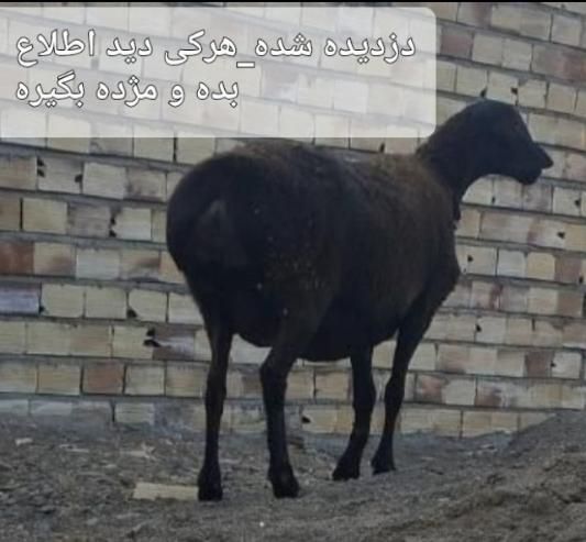 میش چینی دست چپ شکسته.کج جوشیده|حیوانات|تربت جام, اسماعیل آباد|دیوار