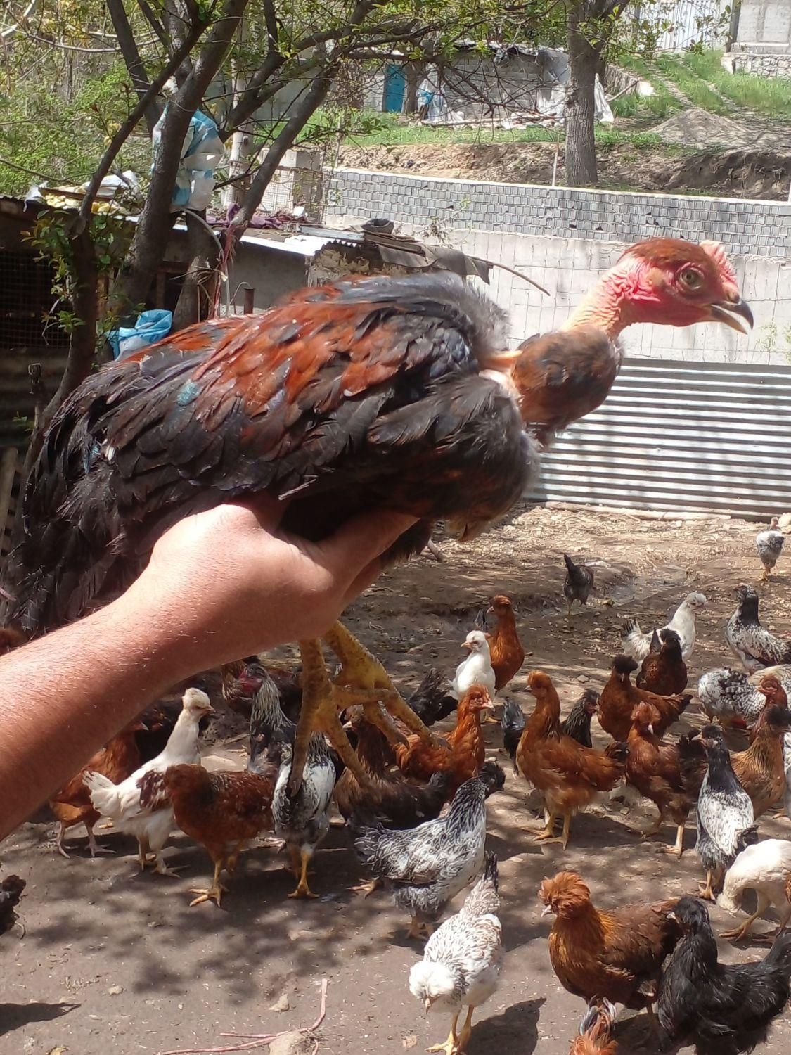 مرغ و خروس نیمچه۴ ماهه کاکلی واکسینه شده|حیوانات مزرعه|دماوند, |دیوار