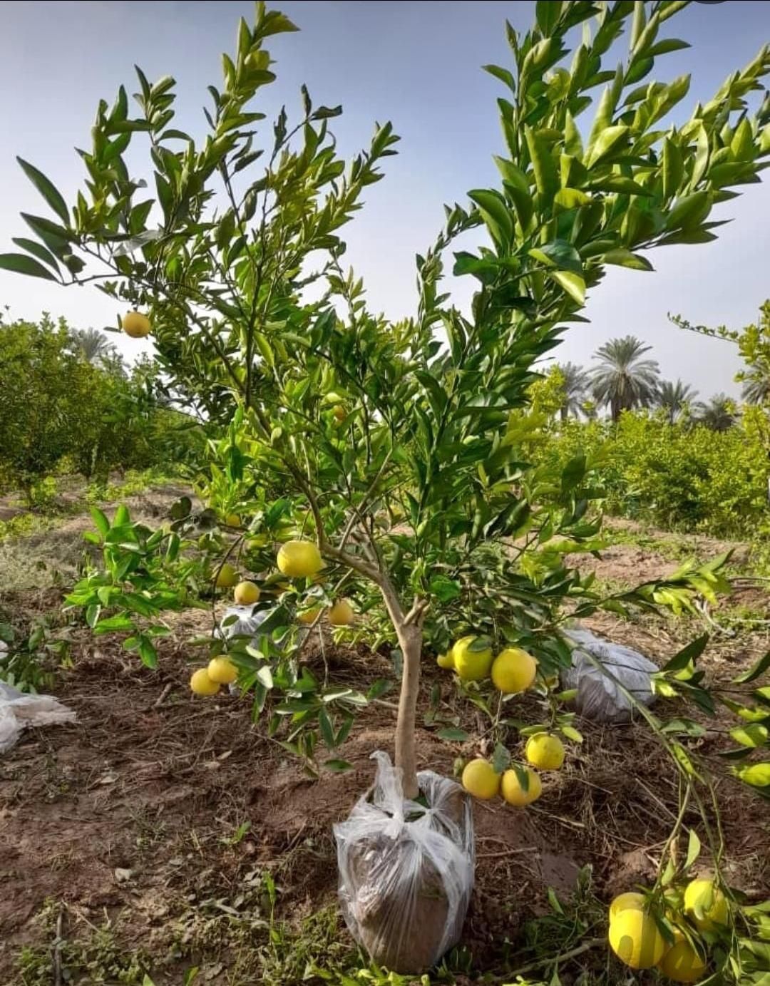 فروش انواع نهال گرمسیری مثمر و غیر مثمر|خدمات باغبانی و درختکاری|بوشهر, |دیوار