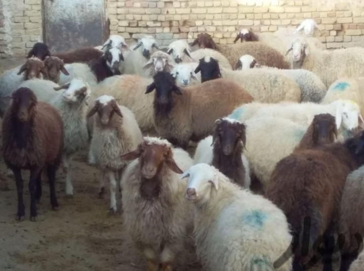 گوسفندزنده گوشتدارقلمآبی دامنه های قوچان جوان بشرط|حیوانات مزرعه|مشهد, کشاورز|دیوار