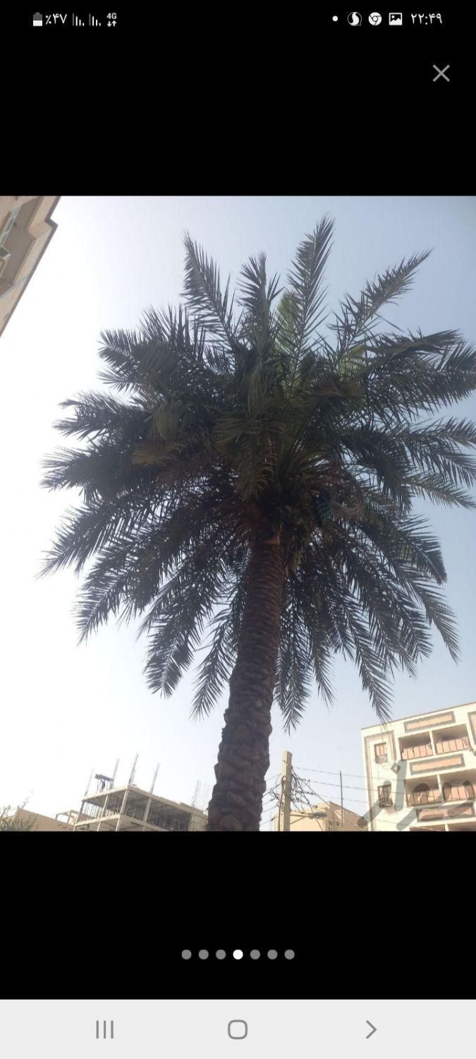 بریدن انواع درختان ونخل هرسکاری اره بالابر چمن نی|خدمات باغبانی و درختکاری|اهواز, پادادشهر|دیوار