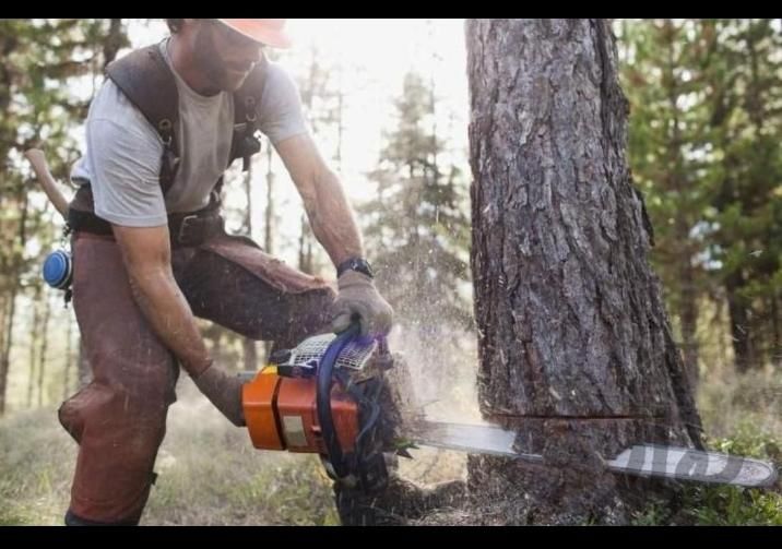 خرید قلمه و برش درخت|خدمات باغبانی و درختکاری|تبریز, |دیوار