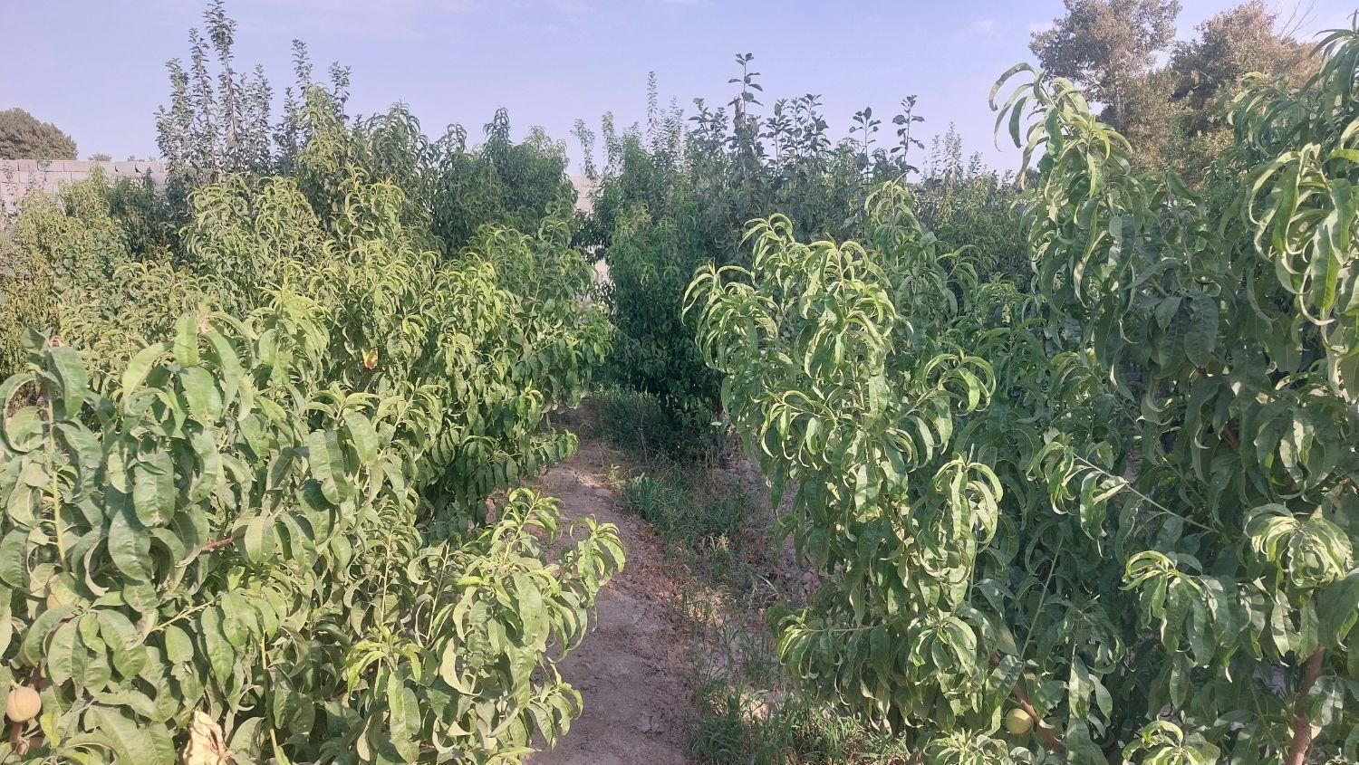 باغ چهاردیوار۵۵۰متری دهشاد شهریار معاوضه با خودرو|فروش خانه و ویلا|شهریار, شهرک بهاران (ویره)|دیوار