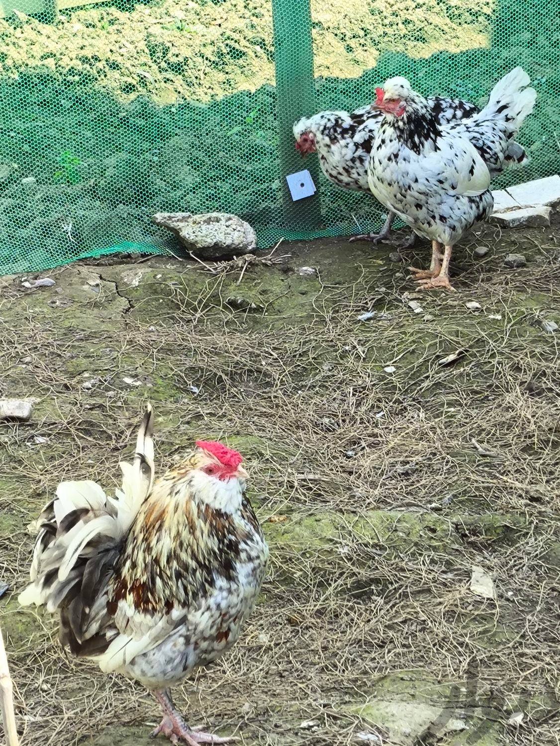تخم نطفه دار مرغ گلین|حیوانات مزرعه|عباس‌آباد, |دیوار