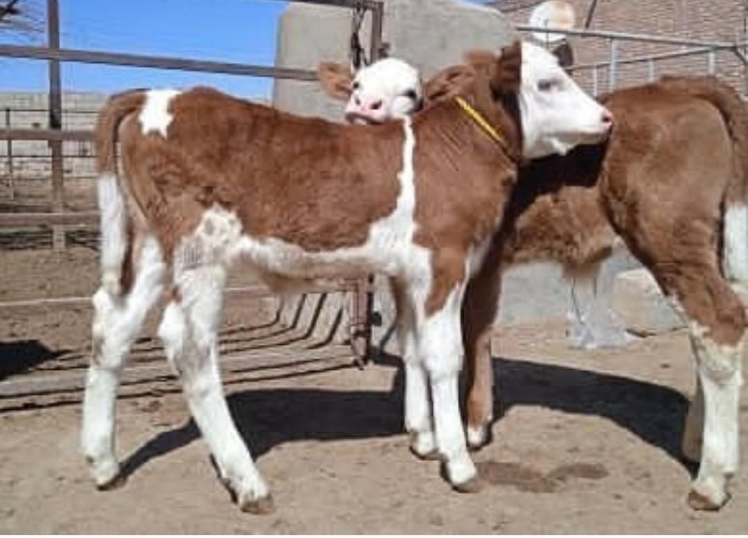 شروع فروش گوساله|حیوانات مزرعه|یزد, |دیوار