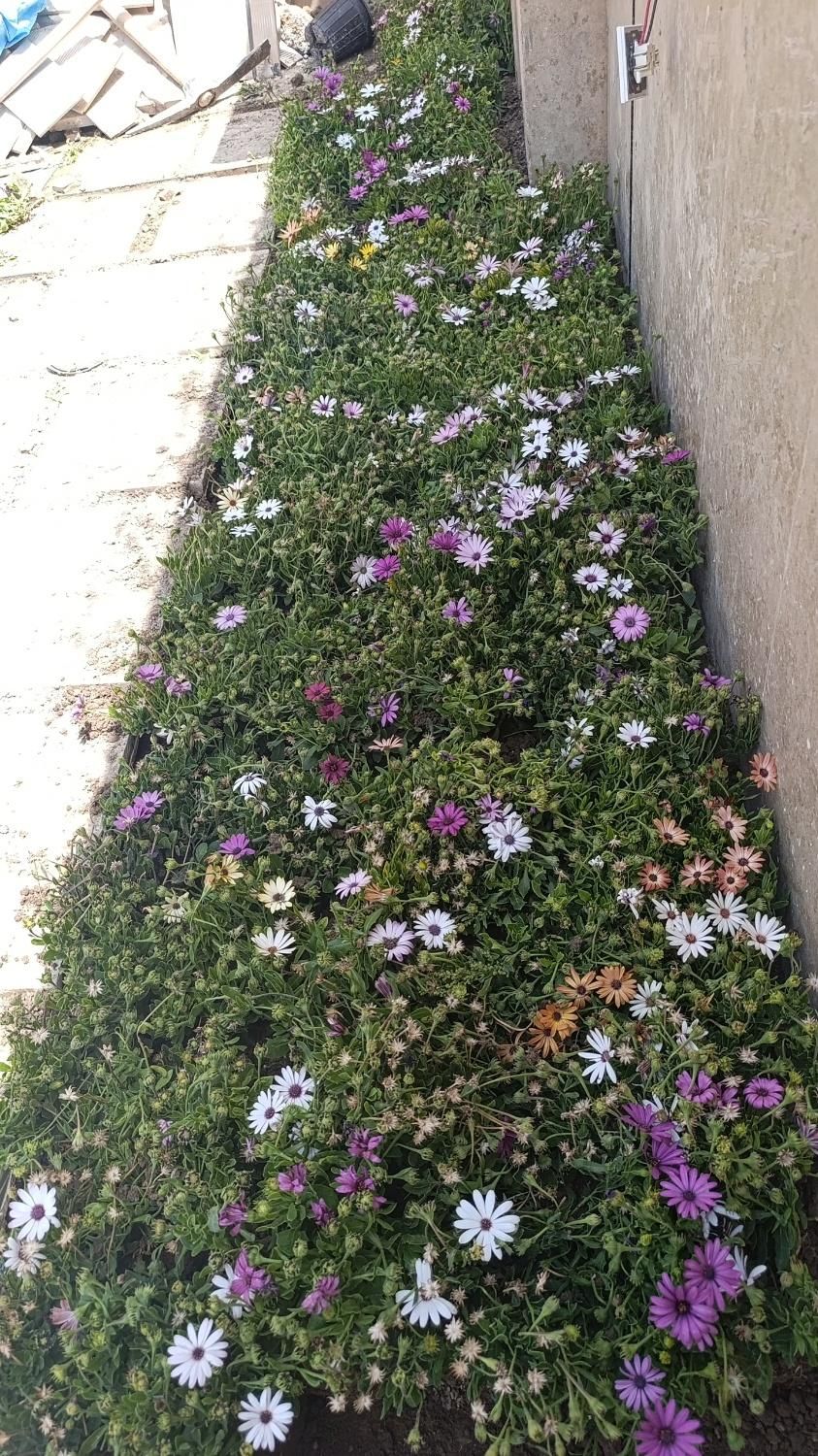 فضای سبز و باغبانی|گل و گیاه طبیعی|اصفهان, باتون|دیوار