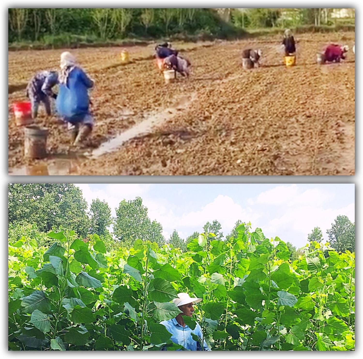 نهال صنوبر|خدمات باغبانی و درختکاری|رشت, نیروی دریایی|دیوار