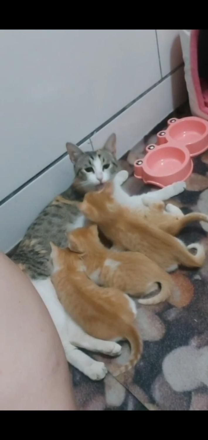 بچه گربه ی دستی|گربه|بابل, |دیوار