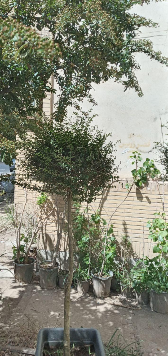 گیاه مورت ، مورد|گل مصنوعی|تهران, تهرانسر شرقی|دیوار