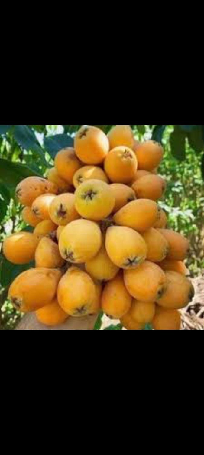 نهال ازگیل ژاپنی.شیشه شور.انجیرگلابی|گل و گیاه طبیعی|اصفهان, گلستان|دیوار