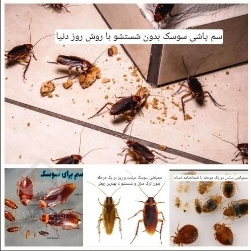 سمپاشی ساس و سوسک سم پاشی با ضمانت نامه کتبی ۱ساله|خدمات نظافت|تهران, یافت‌آباد|دیوار