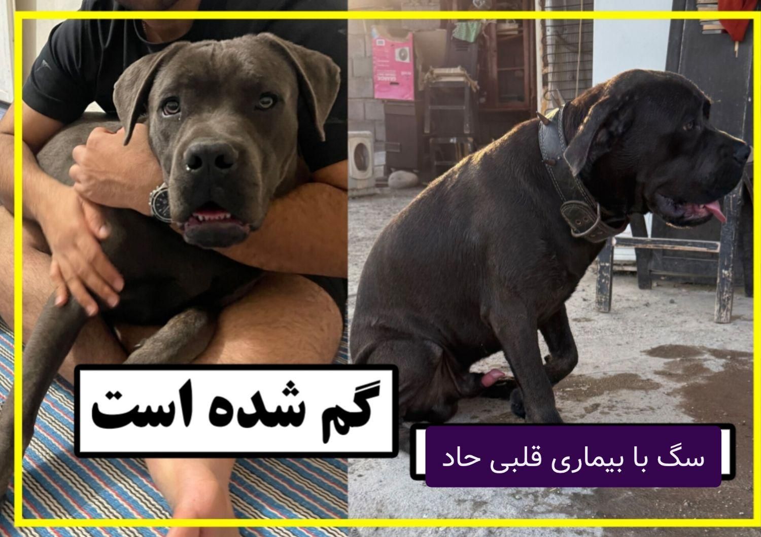 سگ گم شده کین کورسو|حیوانات|بندرعباس, |دیوار