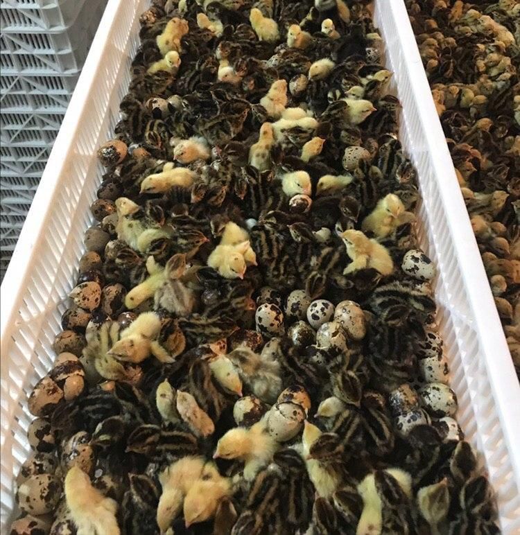 بلدرچین یکروزه نژاد وایت و ژاپنی|حیوانات مزرعه|شریفآباد, |دیوار