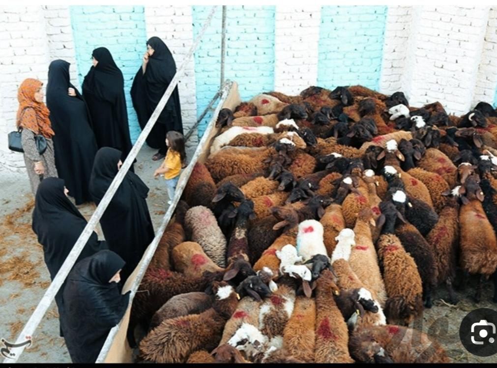 *تخفیبیبف عیدانه30%گوسفند زنده خونی بره بز باقصاب|حیوانات مزرعه|مشهد, الهیه|دیوار