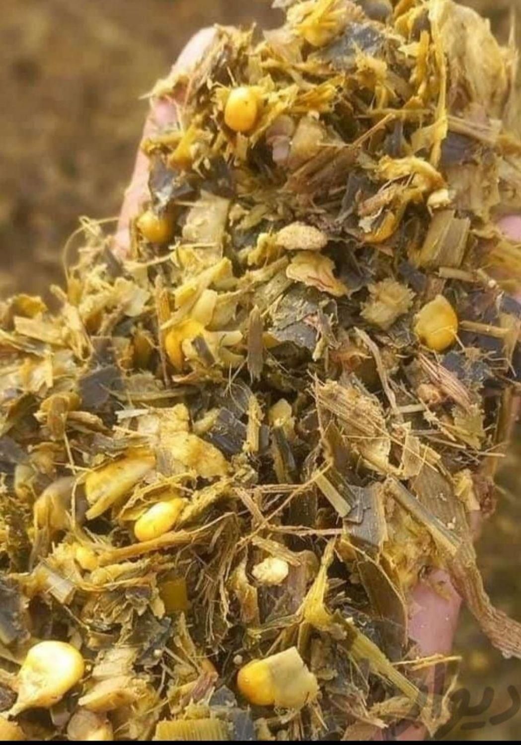 ذرت علوفه ای( چاپر) بسته‌بندی درجه یک ۴۰ درصد دان|لوازم جانبی حیوانات|همدان, |دیوار