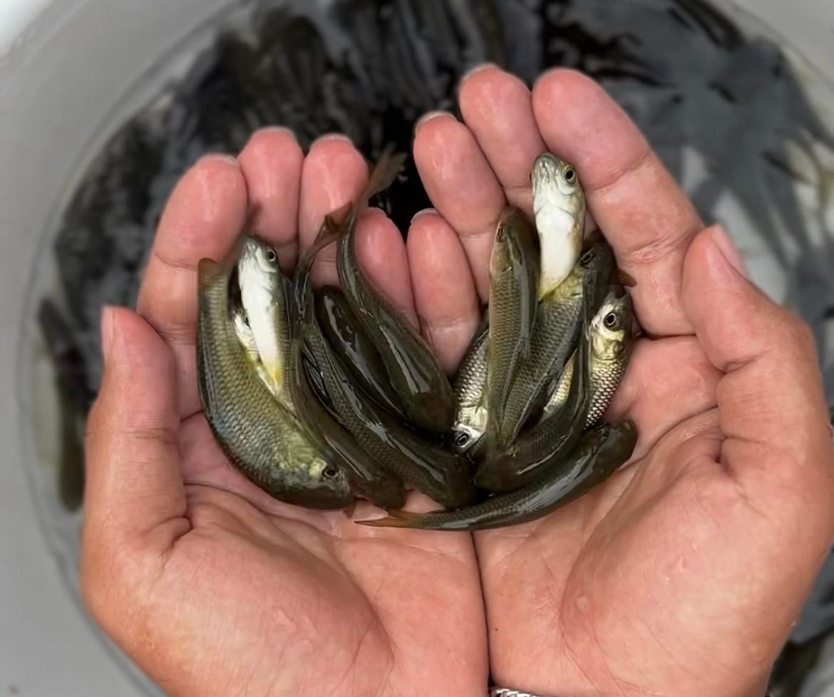 کپور طلایی آمور لهستانی مناسب استخر کشاورزی|ماهی|مشهد, امام رضا (ع)|دیوار