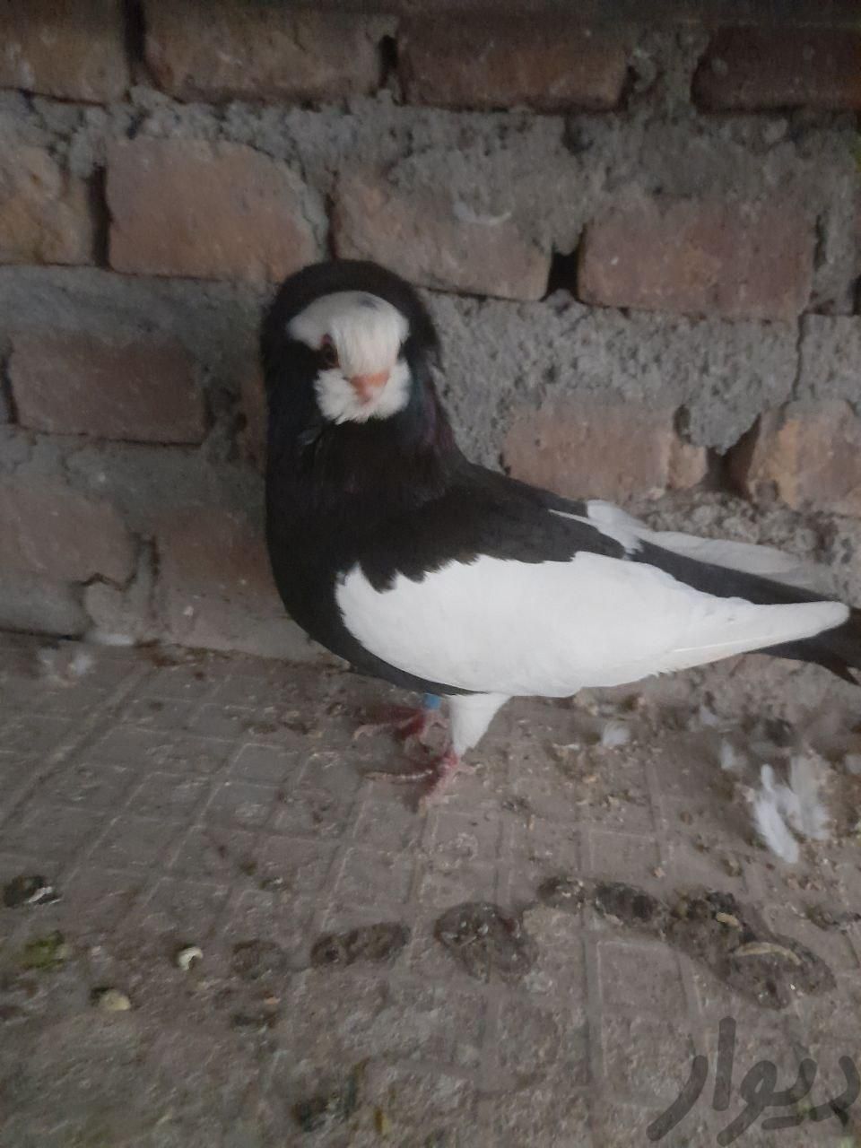 کبوتر زینتی تزیینی ماده ناصری کومونر.  خ|پرنده|قم, بلوار کاشانی|دیوار