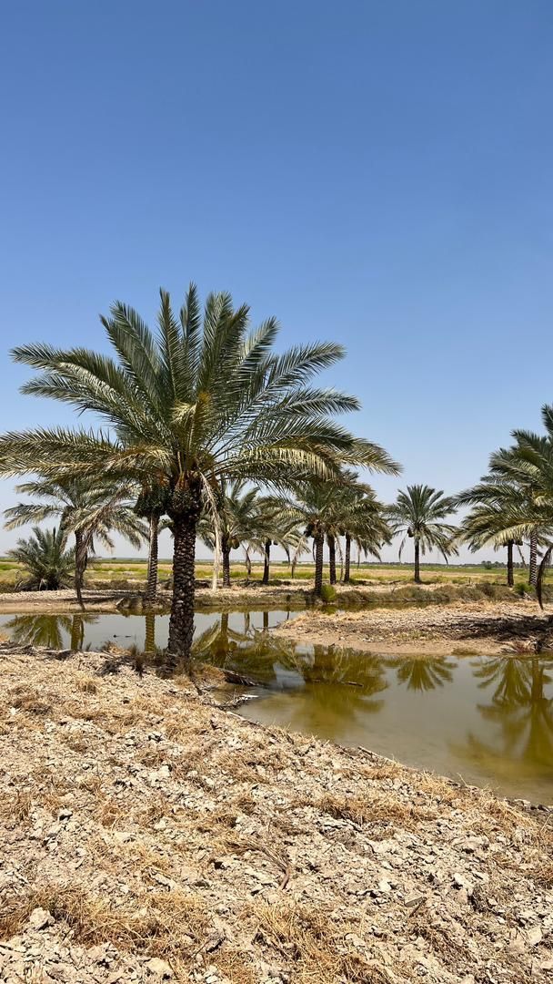 بار درخت نخل رسید|خدمات باغبانی و درختکاری|رامسر, |دیوار