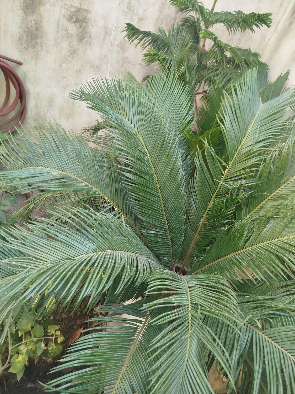 سیکاس|گل و گیاه طبیعی|رشت, تازه آباد|دیوار