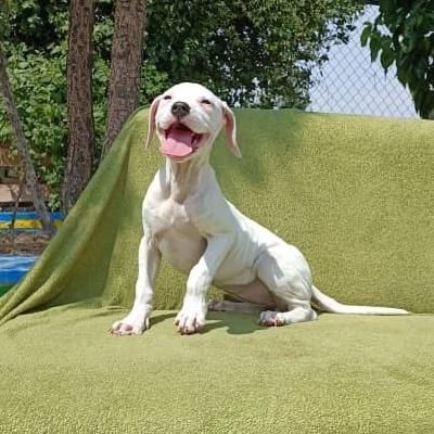 ۴نژاد پر طرفدار د گارد کنکورسو ژرمن گلدن رتوایلر|سگ|تهران, آجودانیه|دیوار