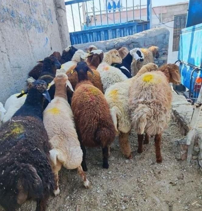 باغستان گلشهر بهشتی عظیمیه آزادگان گوسفند زنده|حیوانات مزرعه|کرج, حصارک بالا|دیوار