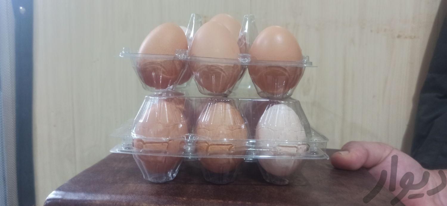تخم مرغ محلی گلپایگانی|عمده‌فروشی|ساری, |دیوار