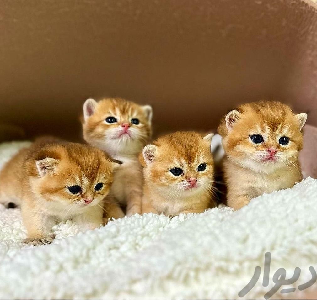 مجموعه گربه های شجره دار بیش از ۵۰ مدل|گربه|تهران, فرحزاد|دیوار