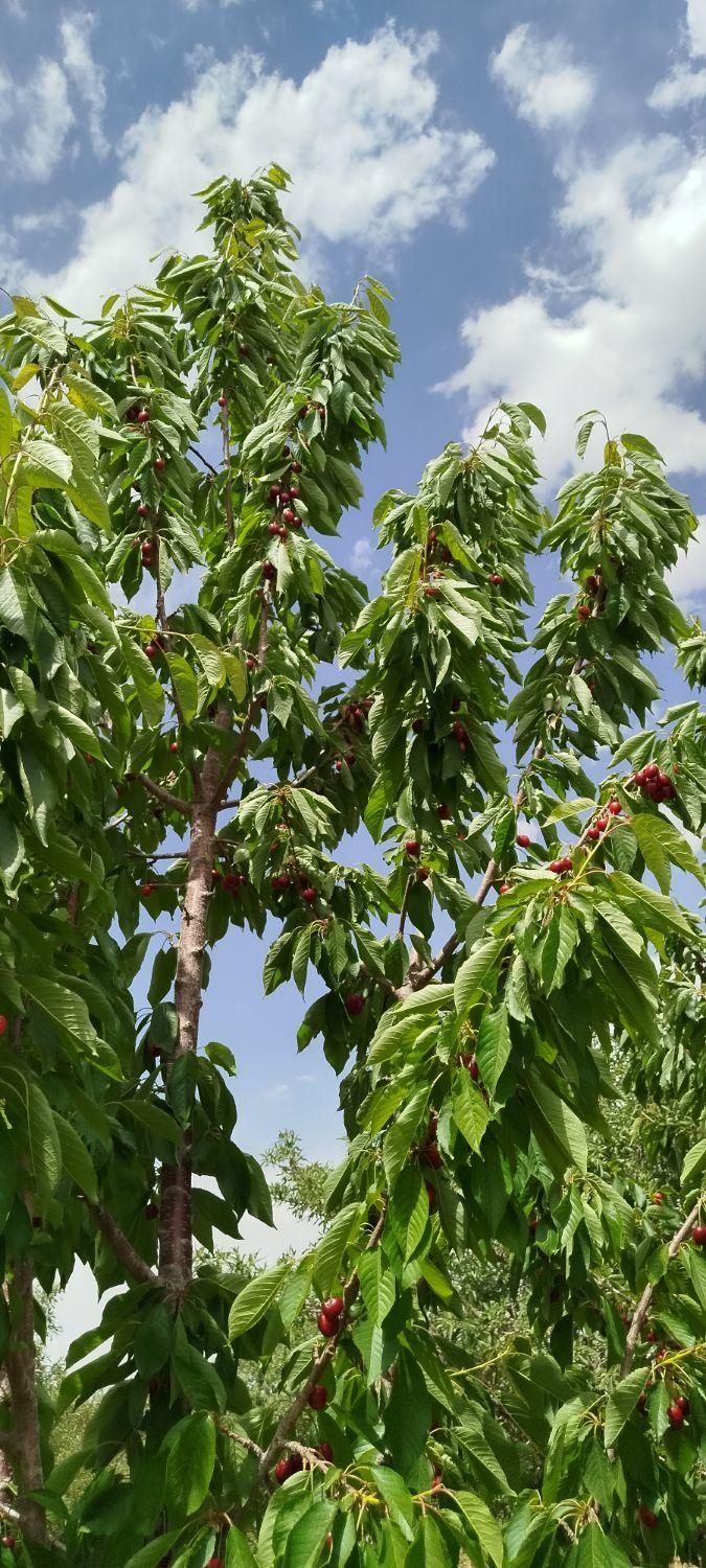 فروش باغ ۱۳۰۰ متری در .پل زمانخان شوراب صغیر|فروش زمین و ملک کلنگی|اهواز, بهارستان|دیوار