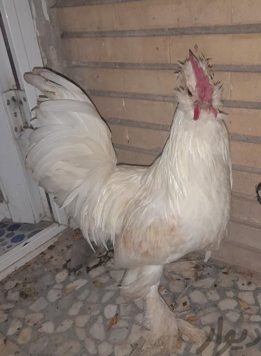 مرغ گلین وخروس بومی|حیوانات مزرعه|اصفهان, سودان|دیوار