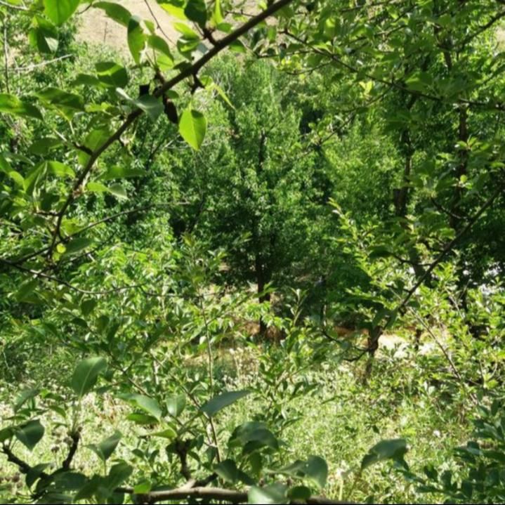 فروش باغ گیلاس روستای آل ۳۷۰۰ متر|فروش دفتر صنعتی، کشاورزی، تجاری|مشهد, خواجه ربیع|دیوار