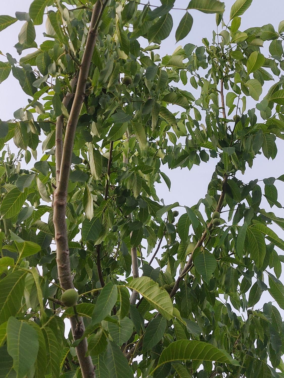 فروش باغ بین سیدان وفاروق .روستای اب انار|فروش خانه و ویلا|مرودشت, تخت جمشید|دیوار