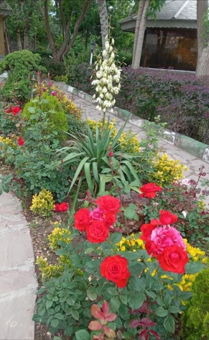 خدمات باغبانی ودرختکاری،چمن زنی،شمشاد،نیزار،نخل|خدمات باغبانی و درختکاری|آبادان, |دیوار