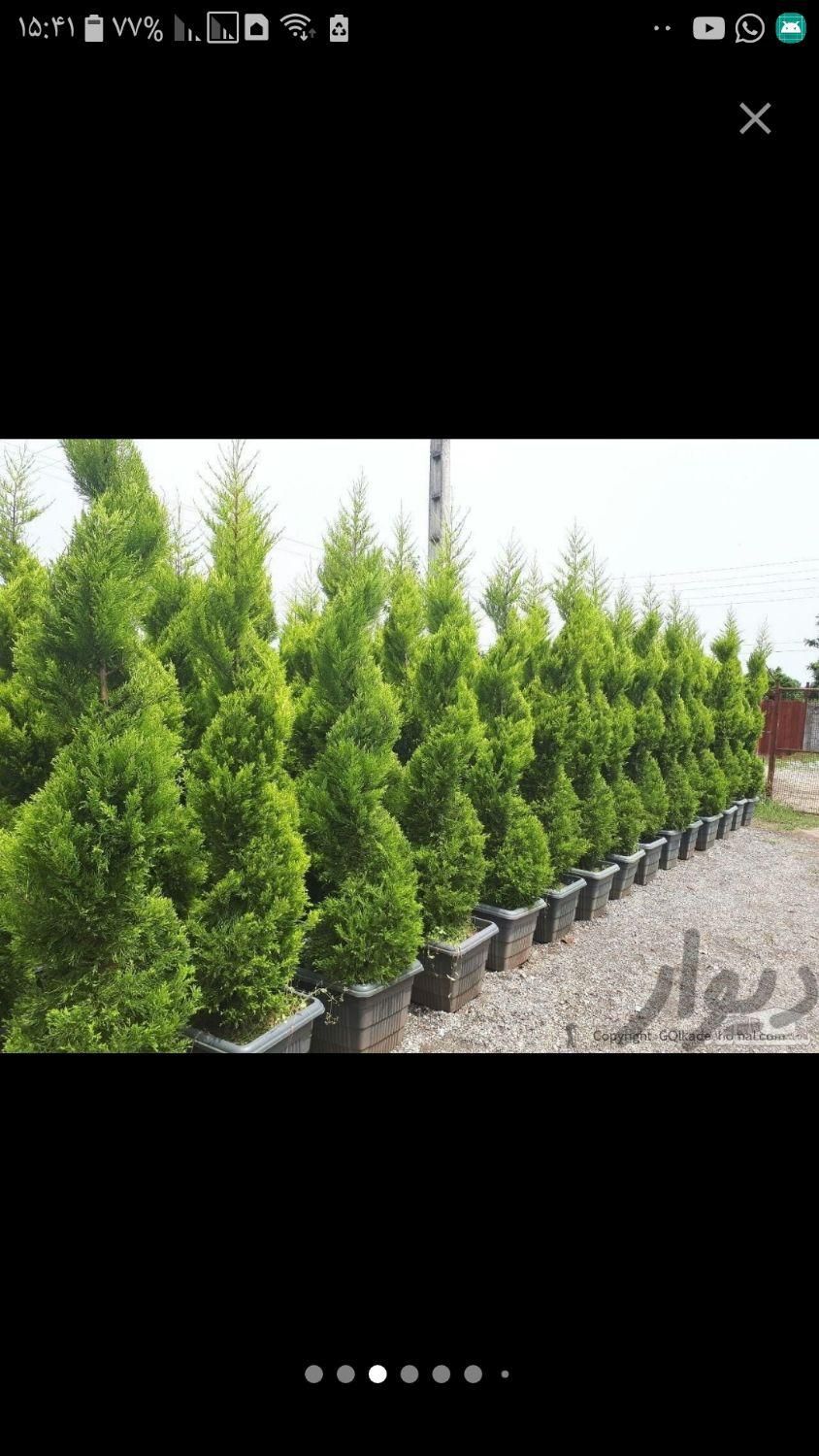 گل و گیاه و درخت|گل و گیاه طبیعی|تهران, هفت حوض|دیوار