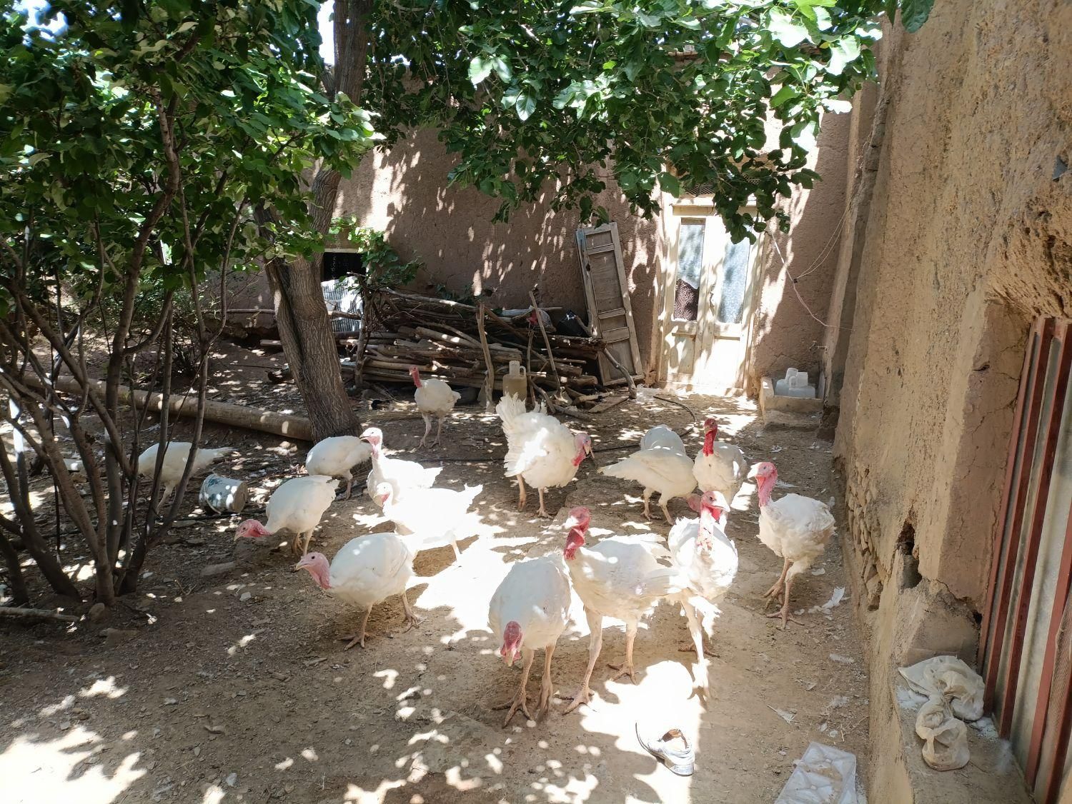 بوقلمون گوشتی|حیوانات مزرعه|بیرجند, |دیوار