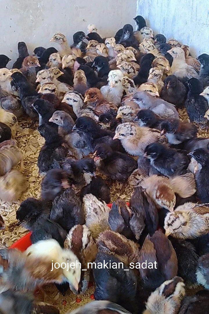جوجه اردک گلپایگان،طاقچه،غازبلدرچین،رنگی، گوشتی|حیوانات مزرعه|مشهد, رسالت|دیوار