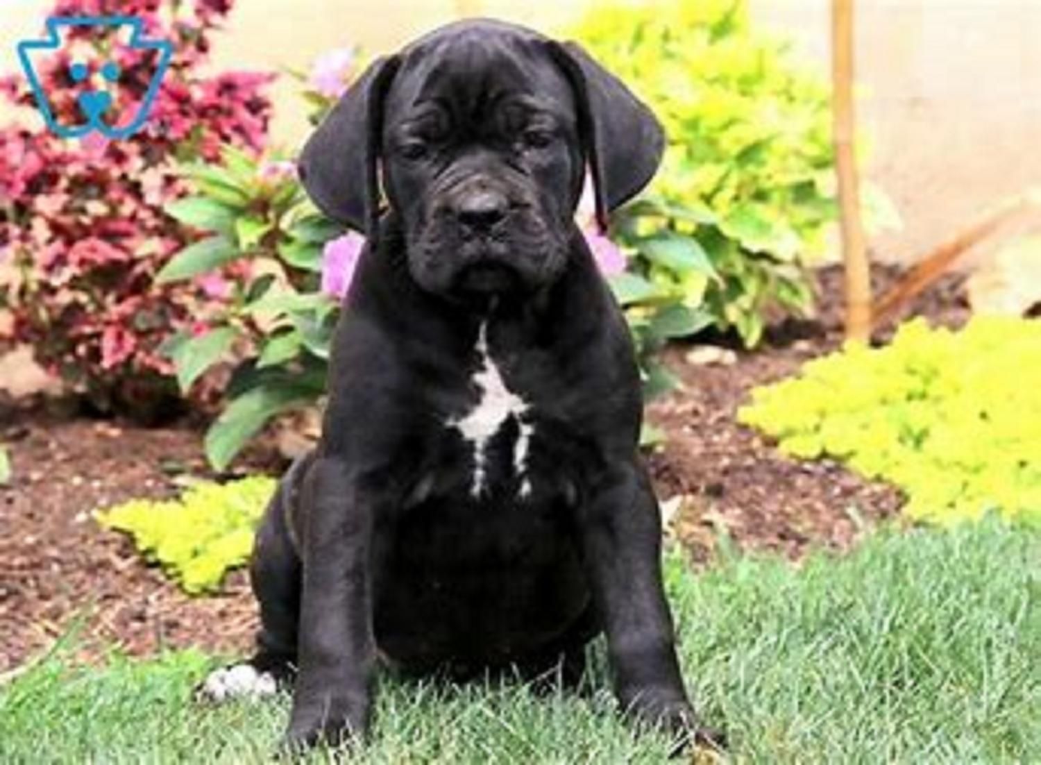 توله سگ 65 روزه دوبرمن ژرمن روتوایلر کن کورسوو|سگ|تهران, گیشا|دیوار