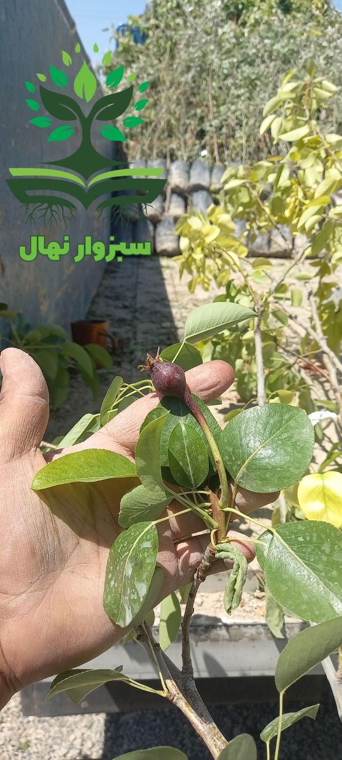 نهال گلابی رد آنجو  (sabzevarnahal)|گل و گیاه طبیعی|سبزوار, کهنه آب|دیوار