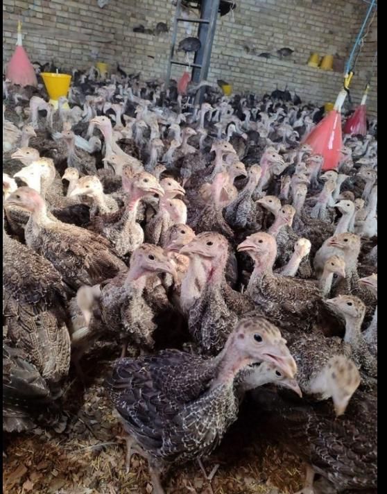 جوجه مرغ جهادی بوقلمون برنز بیوتی گوشتی (خواجه)|حیوانات مزرعه|زابل, |دیوار