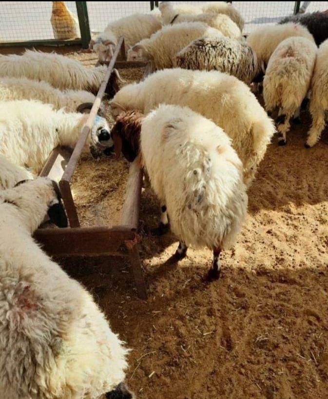 گوسفند زنده شبانه روزی با قصاب|حیوانات مزرعه|کرج, عظیمیه|دیوار