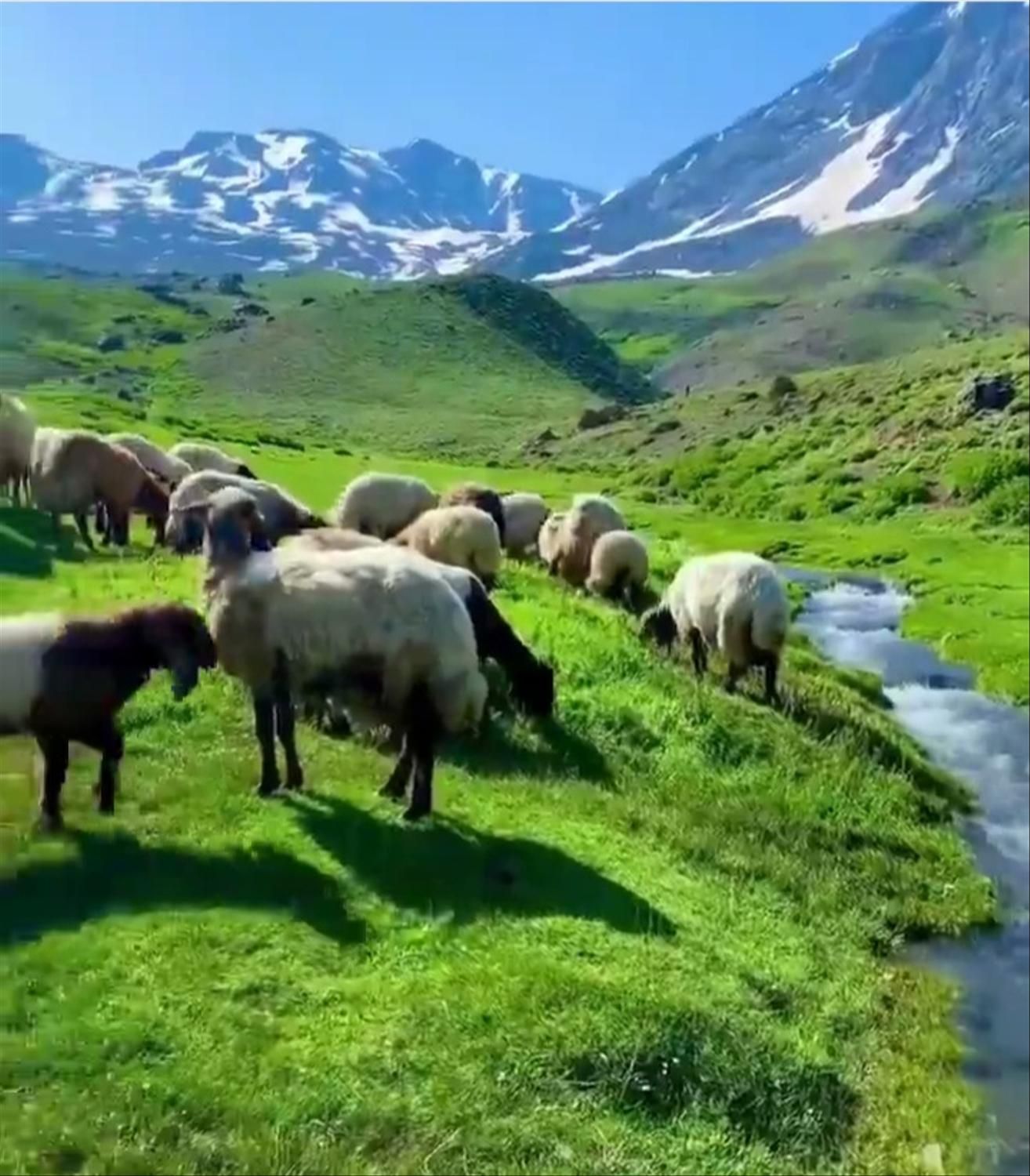پخش سراسری گوسفند زنده باقصاب تحویل در محل شما|حیوانات مزرعه|تهران, ستارخان|دیوار