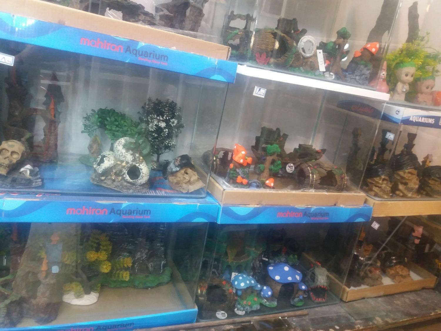 فروش لوازم اکواریوم ماهی|ماهی|پاکدشت, |دیوار